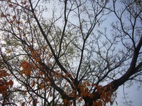 20071212_045