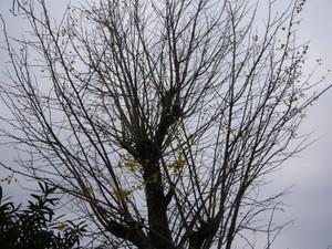 20081111_024