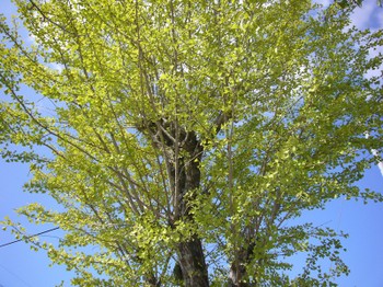 20090909_073_2